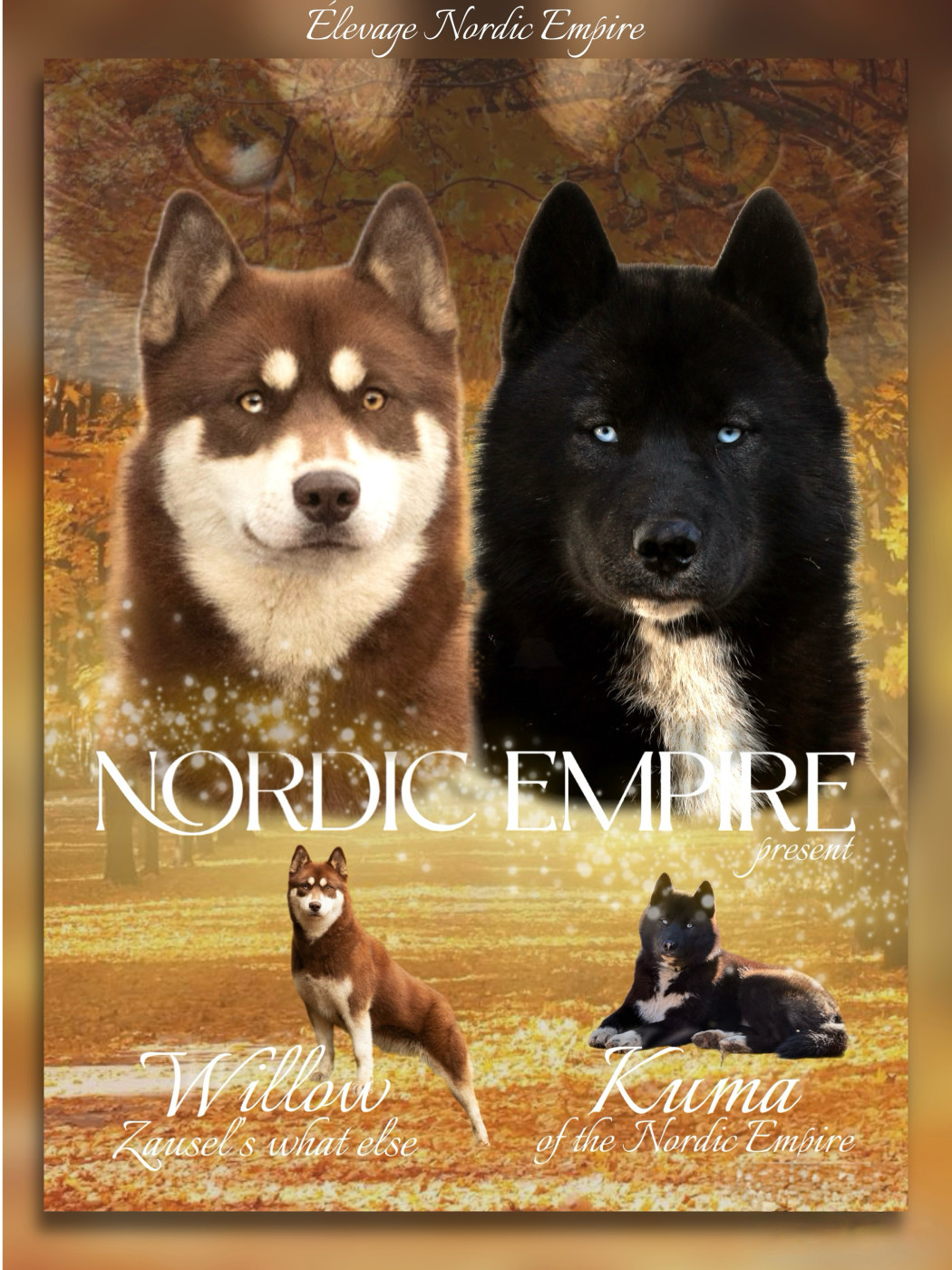 Of The Nordic Empire - Siberian Husky - Portée née le 17/10/2025