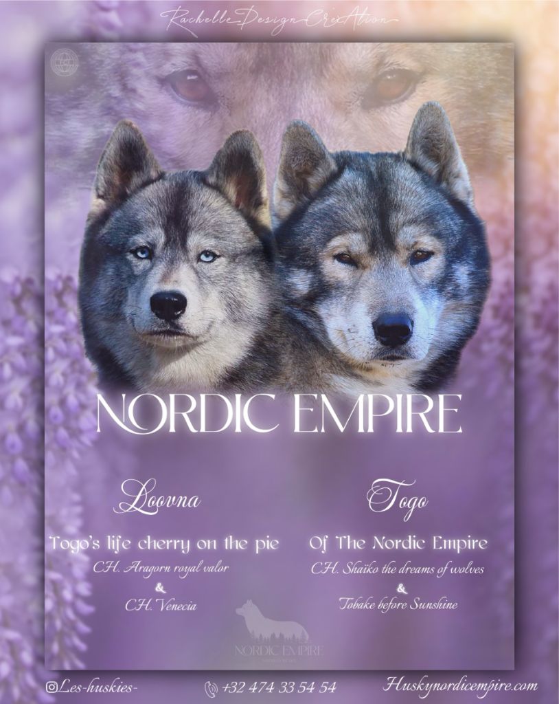 Of The Nordic Empire - Siberian Husky - Portée née le 05/07/2025