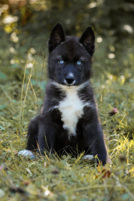 CHIOT 1