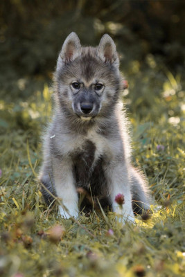 CHIOT 2