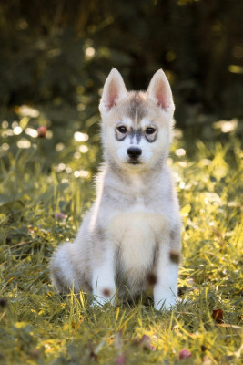 CHIOT 3