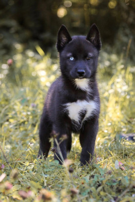 CHIOT 4