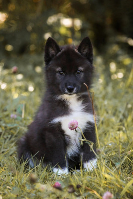 CHIOT 6