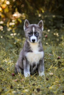CHIOT 7