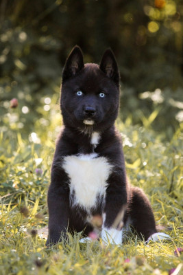 CHIOT 1