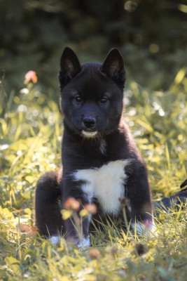 CHIOT 2