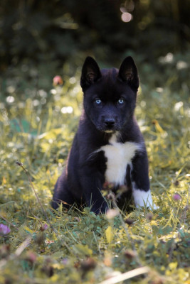 CHIOT 3