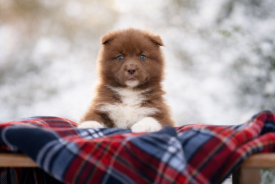 Chiot N°1
