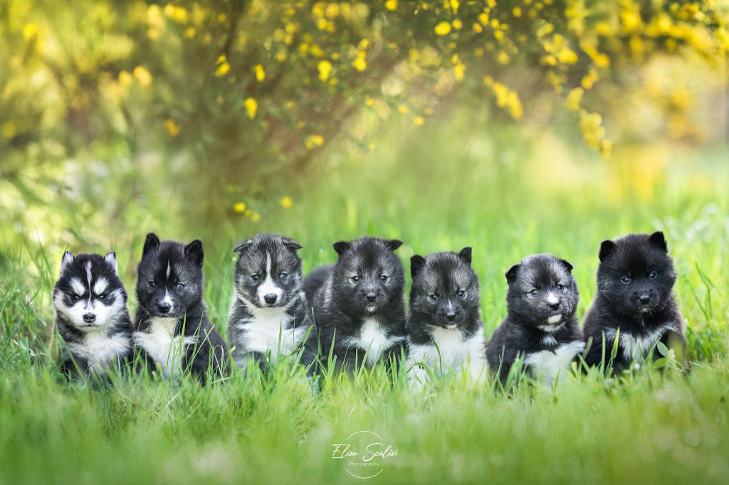 Of The Nordic Empire - Siberian Husky - Portée née le 04/05/2025